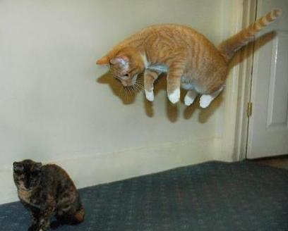 Cat vs Phisics