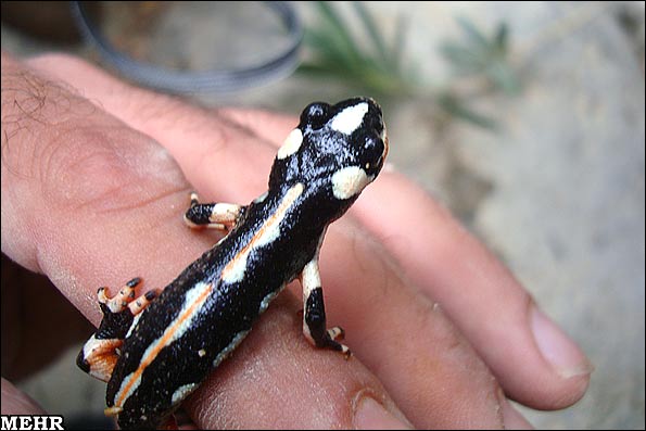 Lorestan-Salamander