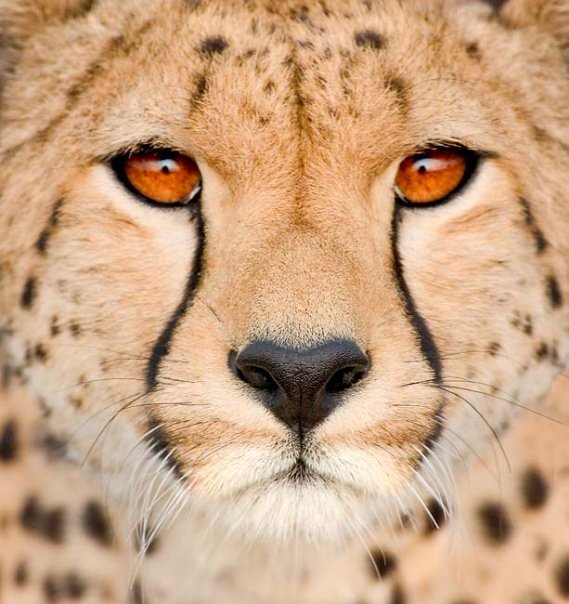 cheetah یوزپلنگ