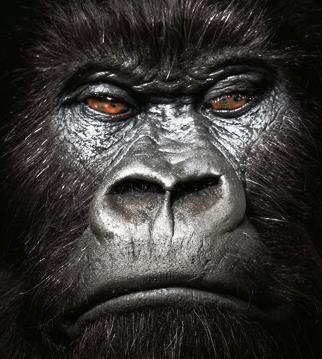 gorilla