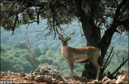 Animal-Rights-Watch-دیده-بان-حقوق-حیوانات-ARW-248