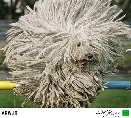 Animal-Rights-Watch-دیده-بان-حقوق-حیوانات-ARW-266موی-سگ
