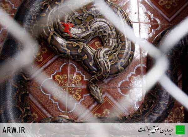 دیده بان حقوق حیوانات- جشن ازدواج دو مار، با حضور يك‌هزار ميهمان