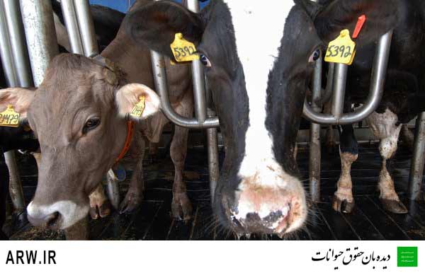 Animal-Rights-Watch-ARW-558