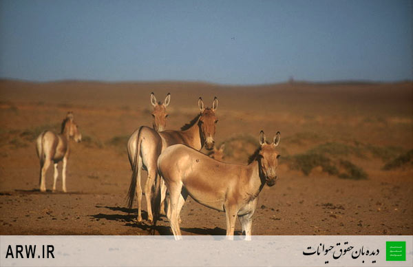 Animal-Rights-Watch-ARW-576