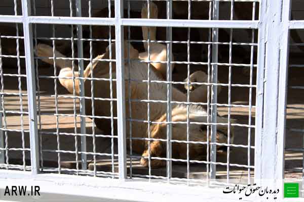 Animal-Rights-Watch-ARW-651