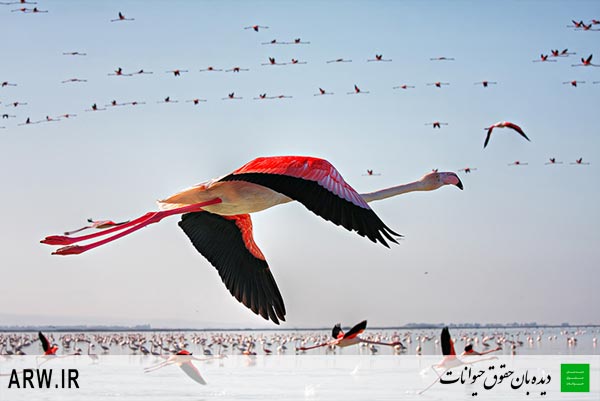 Animal-Rights-Watch-ARW-728