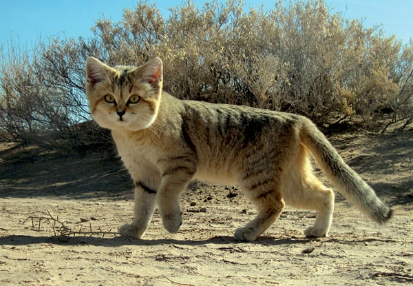 Animal-Rights-Watch-ARW-783 گربه شنی