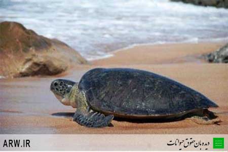 Animal-Rights-Watch--ARW-1-364