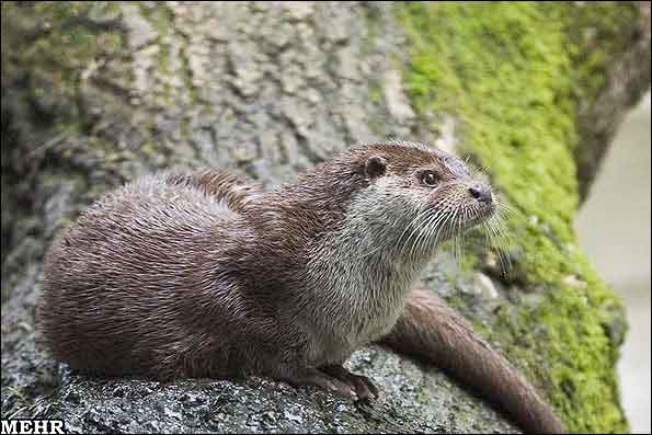 Animal-Rights-Watch-ARW-1174