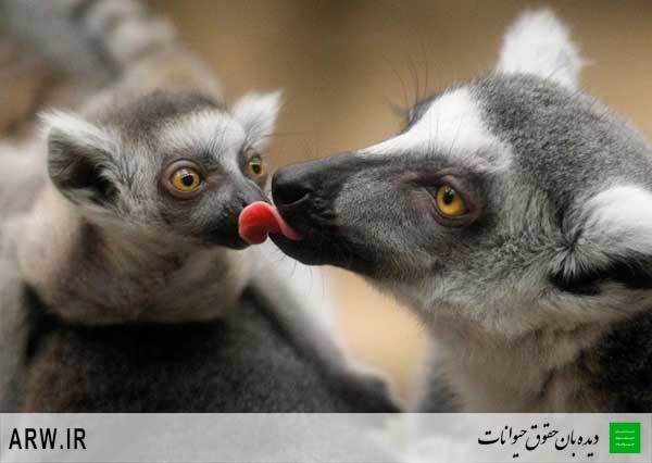 Animal-Rights-Watch-ARW-936