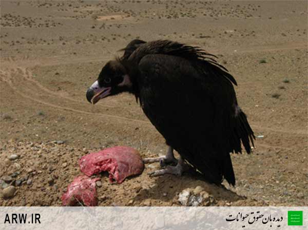 Animal-Rights-Watch-ARW-969