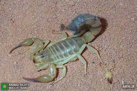 Animal-Rights-Watch--ARW-1-416