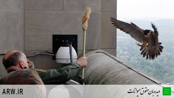 حقوق حیوانات