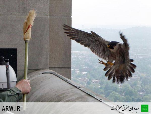 حقوق حیوانات