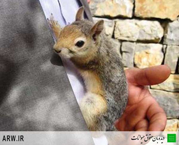 Animal-Rights-Watch-ARW-1219 حقوق حیوانات