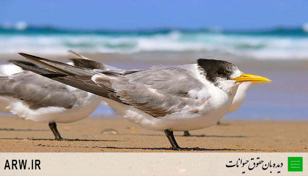 حقوق حیوانات