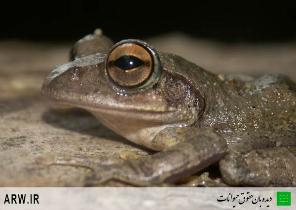 حقوق حیوانات