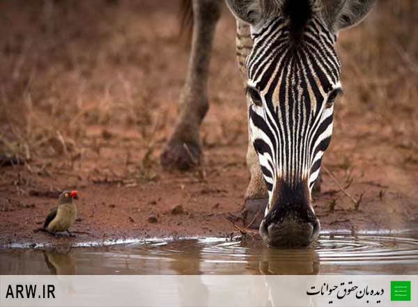 حقوق حیوانات