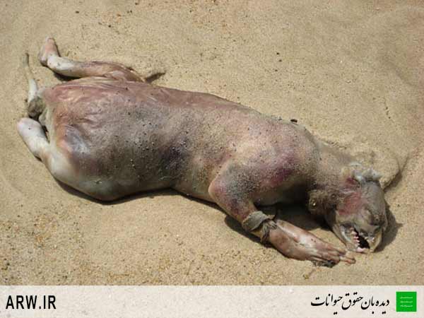 حقوق حیوانات