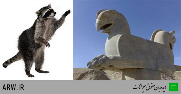 حقوق حیوانات