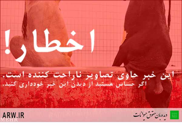 حقوق حیوانات