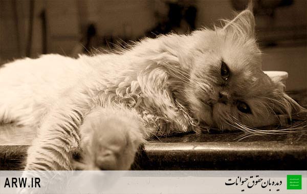 حقوق حیوانات