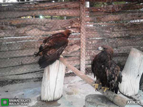 Animal-Rights-Watch-ARW-1288 حقوق حیوانات