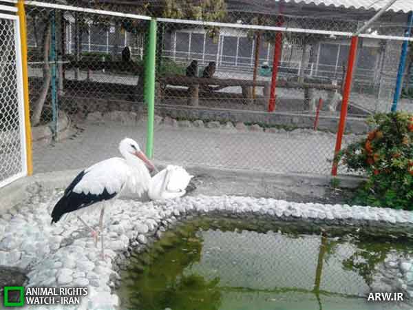 Animal-Rights-Watch-ARW-1289 حقوق حیوانات