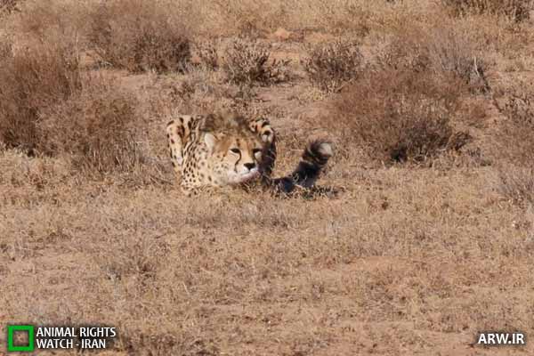 Animal-Rights-Watch-ARW-1299 حقوق حیوانات