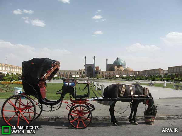 حقوق حیوانات