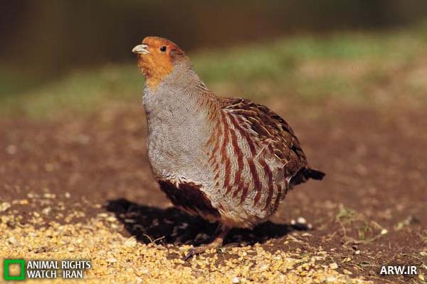 کبک چیل , Common Partridge , Perdrix grise , Perdix perdix   