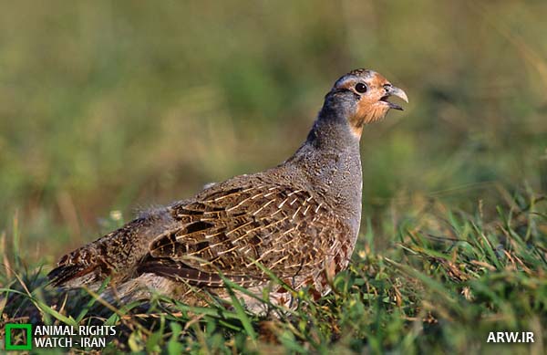 کبک چیل , Common Partridge , Perdrix grise , Perdix perdix   