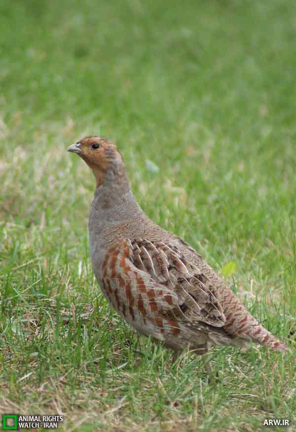 کبک چیل , Common Partridge , Perdrix grise , Perdix perdix   
