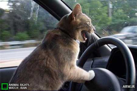 Animal-Rights-Watch--ARW-1-460