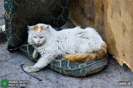 Animal-Rights-Watch--ARW-1-463