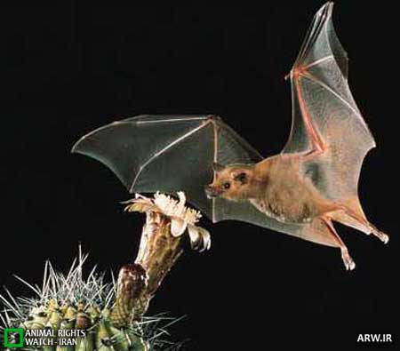 Animal-Rights-Watch--ARW-1-481