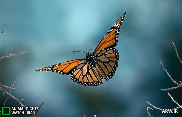 Animal-Rights-Watch-ARW-1572