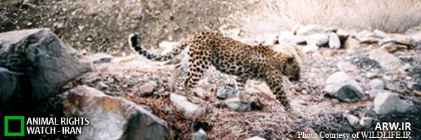 Animal-Rights-Watch-ARW-1574