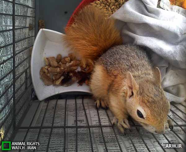 Animal-Rights-Watch-ARW-1579