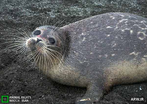 Animal-Rights-Watch-ARW-1623