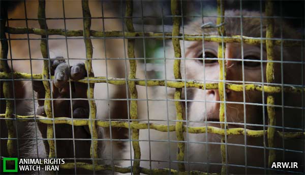 Animal-Rights-Watch-ARW-2135