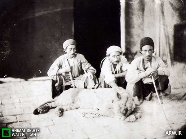 شیر ایرانی