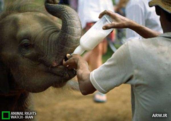 Animal-Rights-Watch-ARW-2385