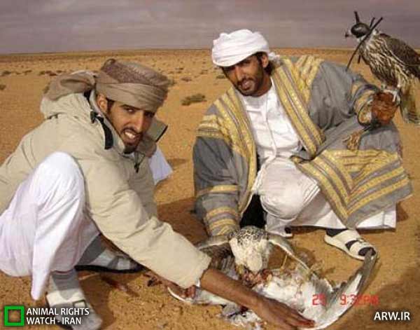 شکار هوبره شیوخ عرب