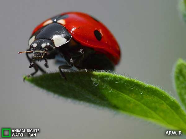 ladybird کفشدوزک