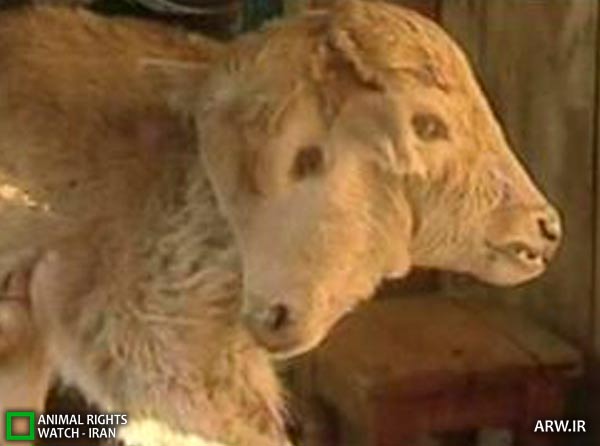 Animal-Rights-Watch-ARW-2755 گوسفند دوسر