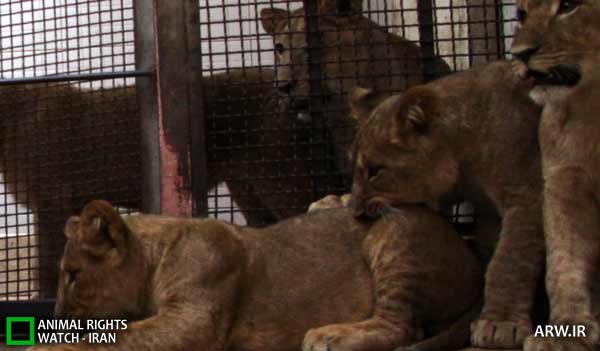 Animal-Rights-Watch-ARW-3082