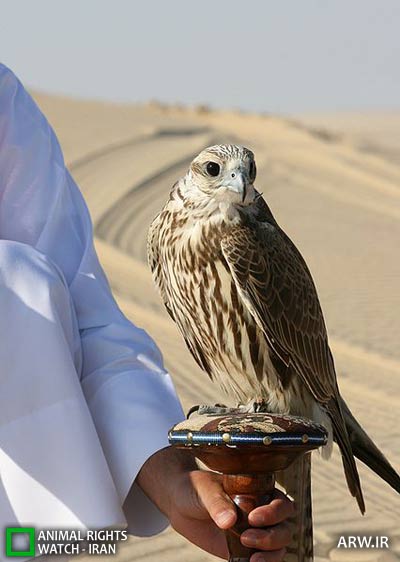 بحری قطر قوش بازی