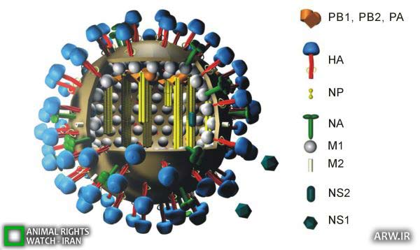 H5N1 آنفلوانزای پرندگان